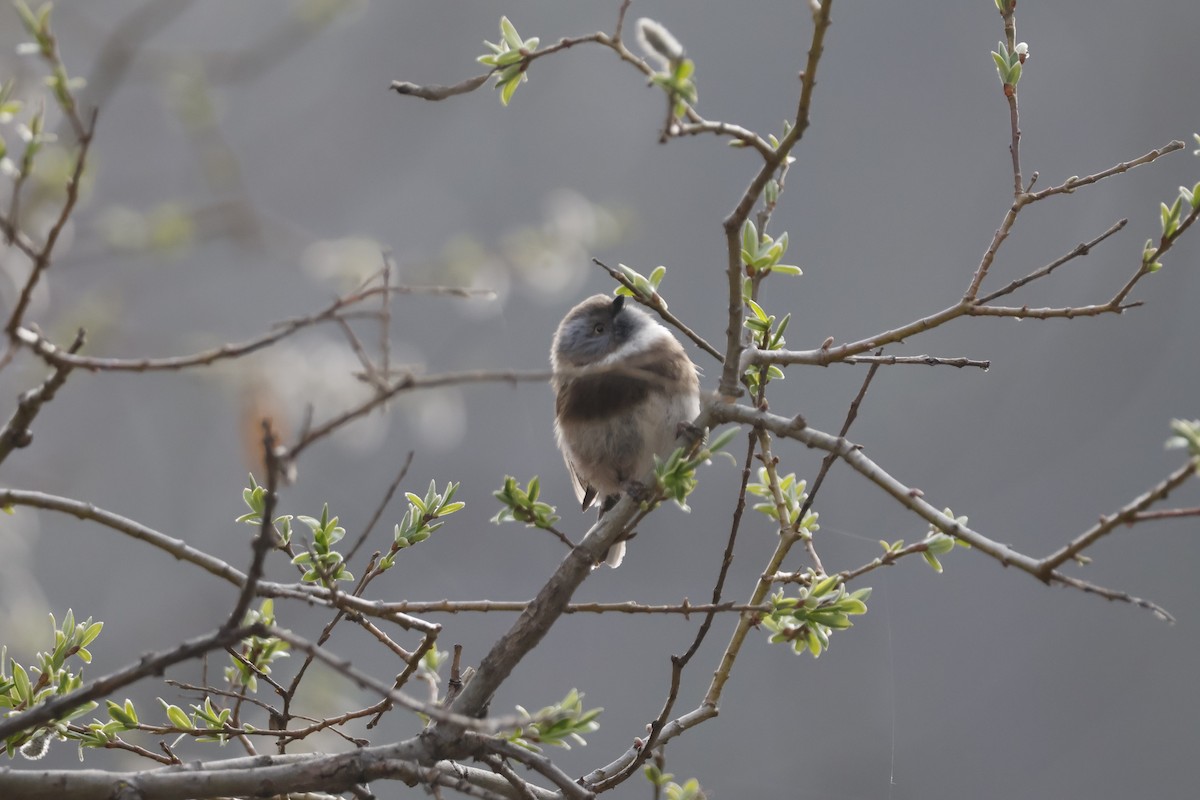 Sooty Tit - ML632841248