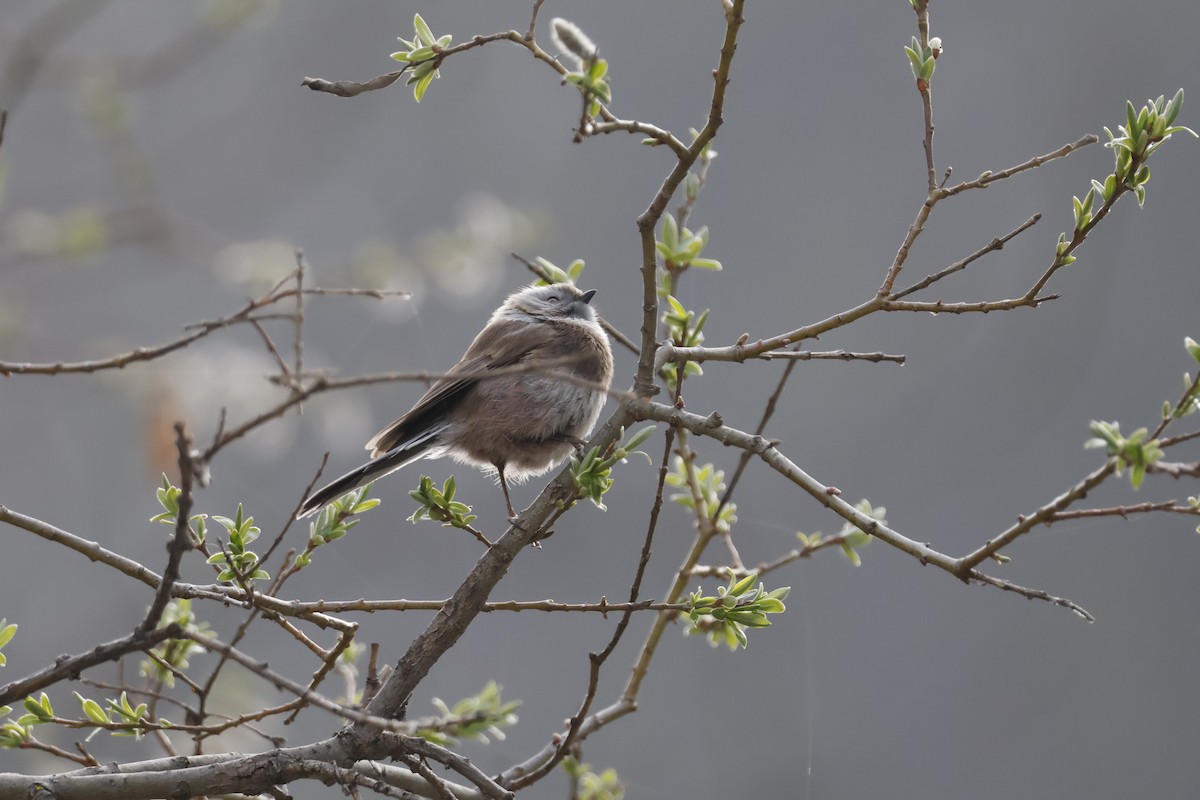 Sooty Tit - ML632841249
