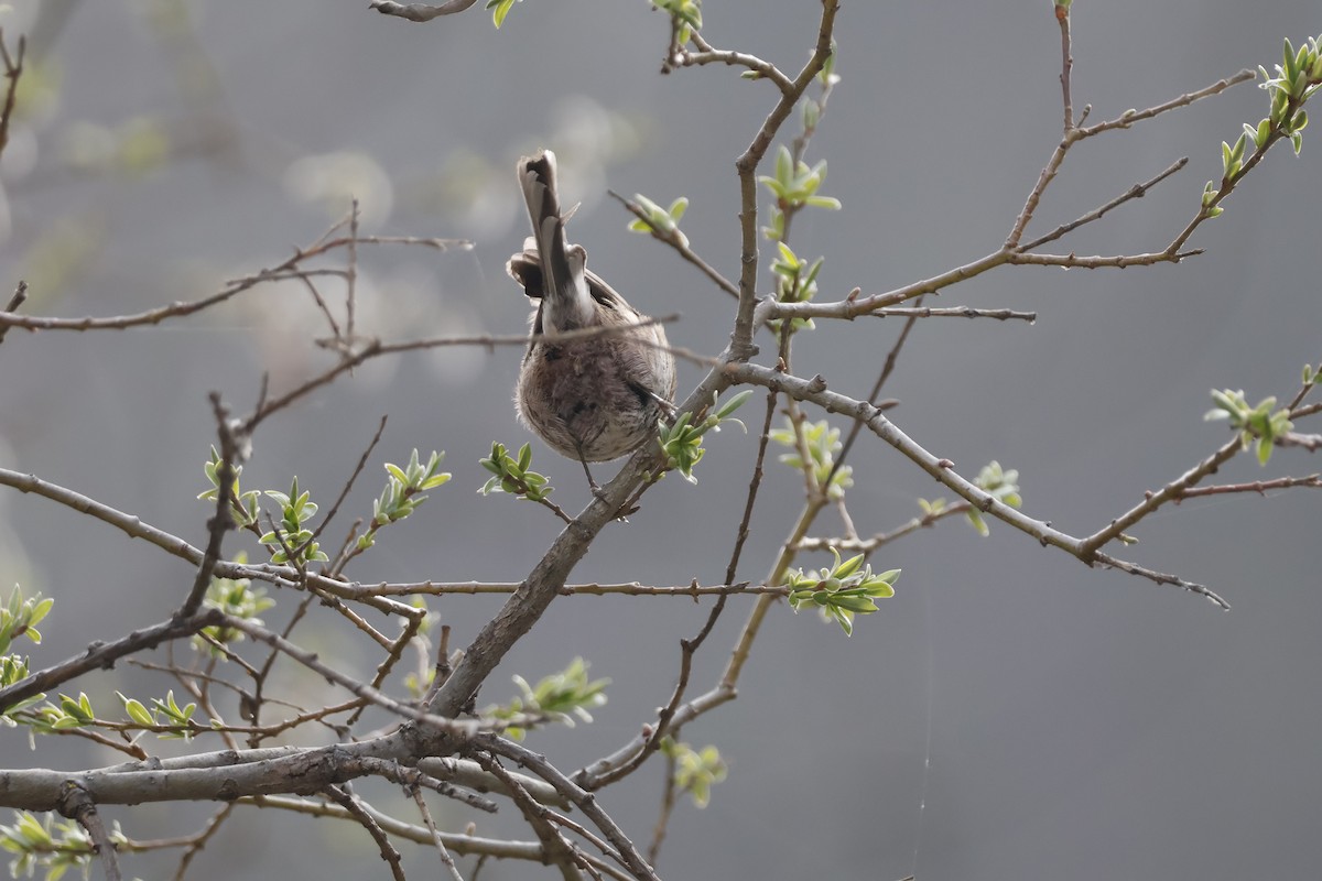 Sooty Tit - ML632841250