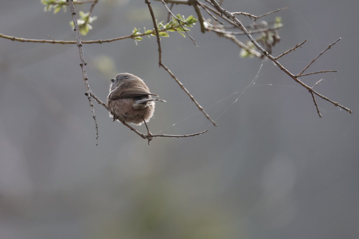 Sooty Tit - ML632841251