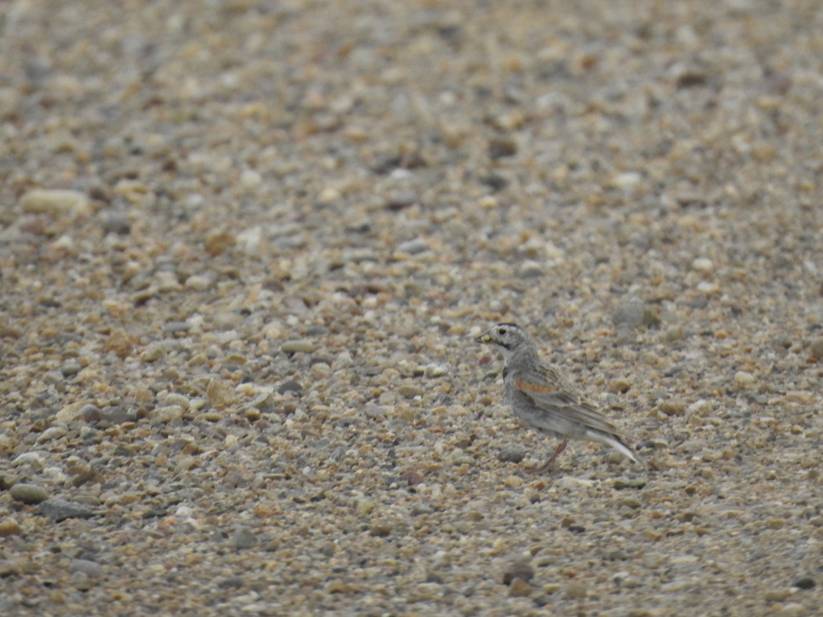 Thick-billed Longspur - ML632841318