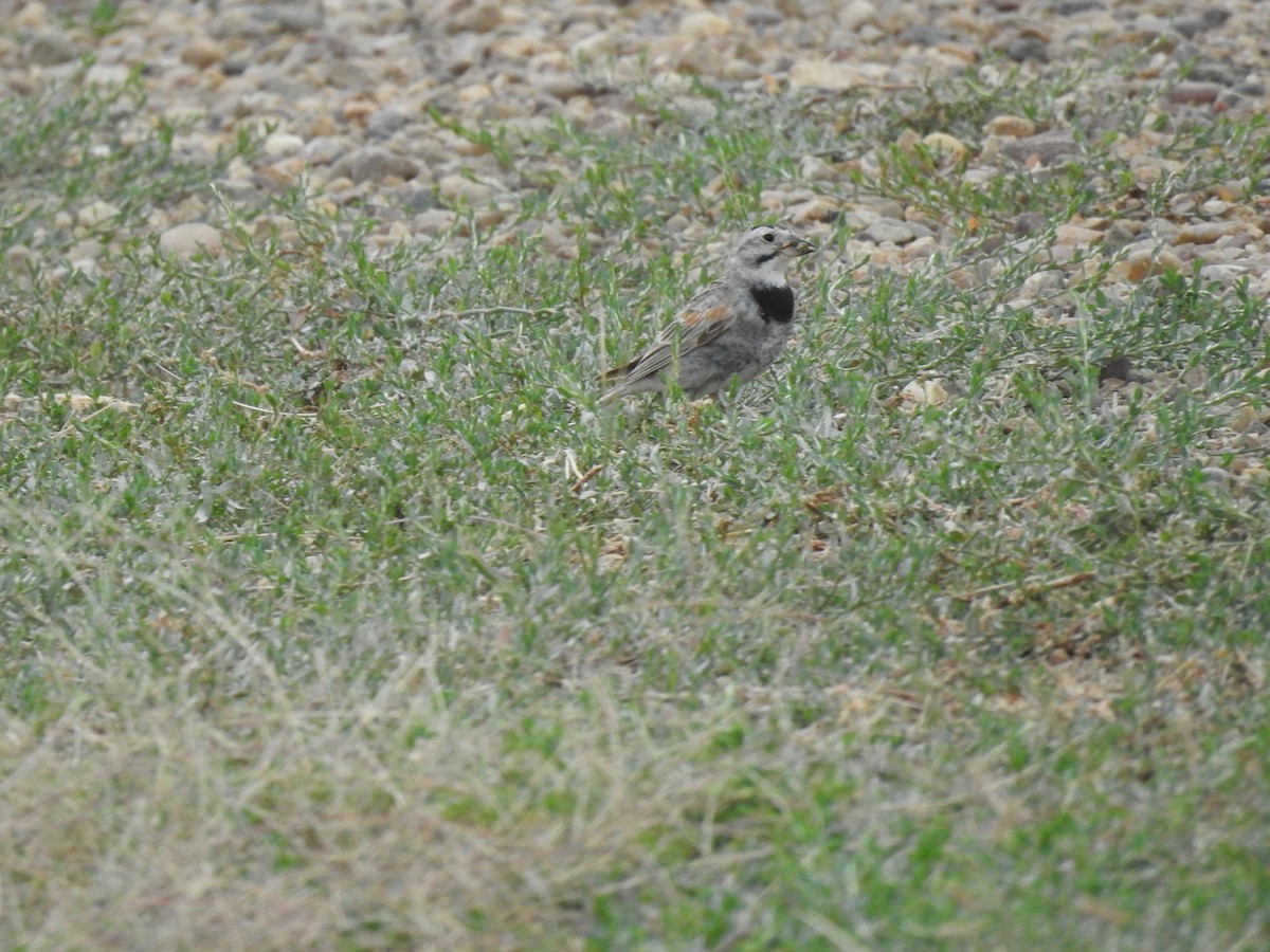 Thick-billed Longspur - ML632841338
