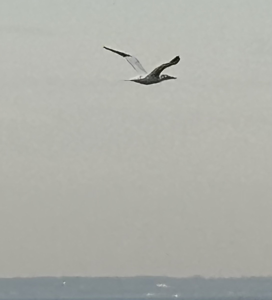 Northern Gannet - ML632841361