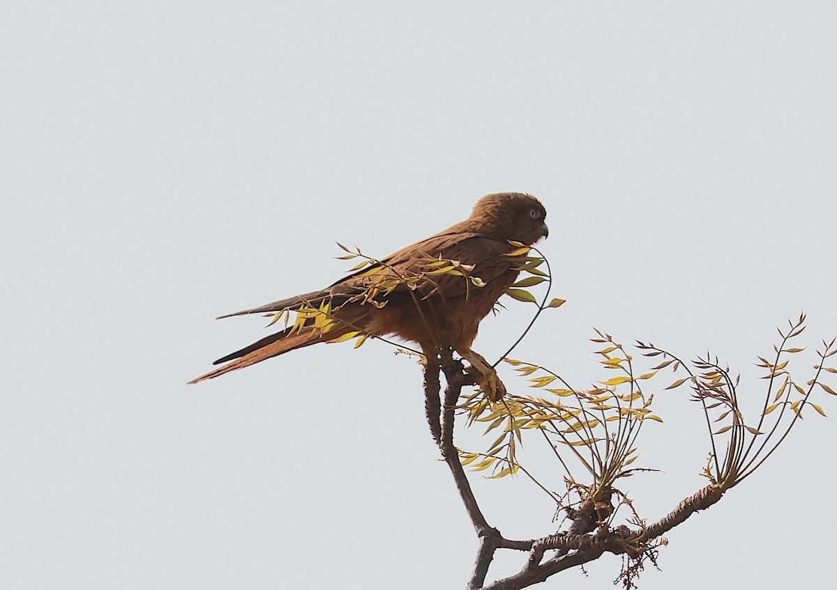 Fox Kestrel - ML632841421