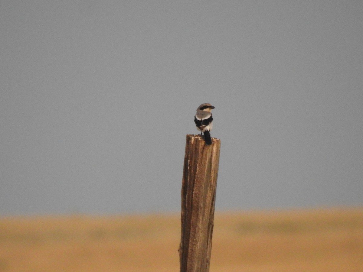 Loggerhead Shrike - ML632841571