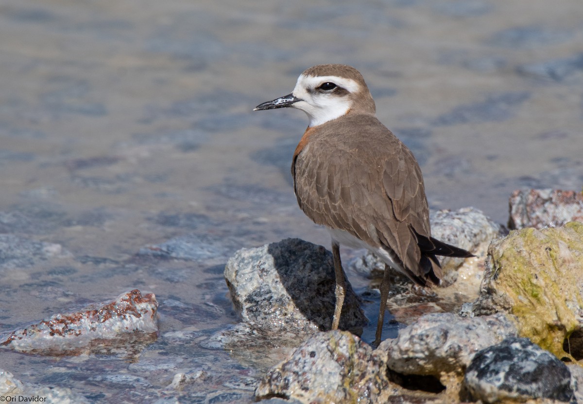 Caspian Plover - Ori Davidor