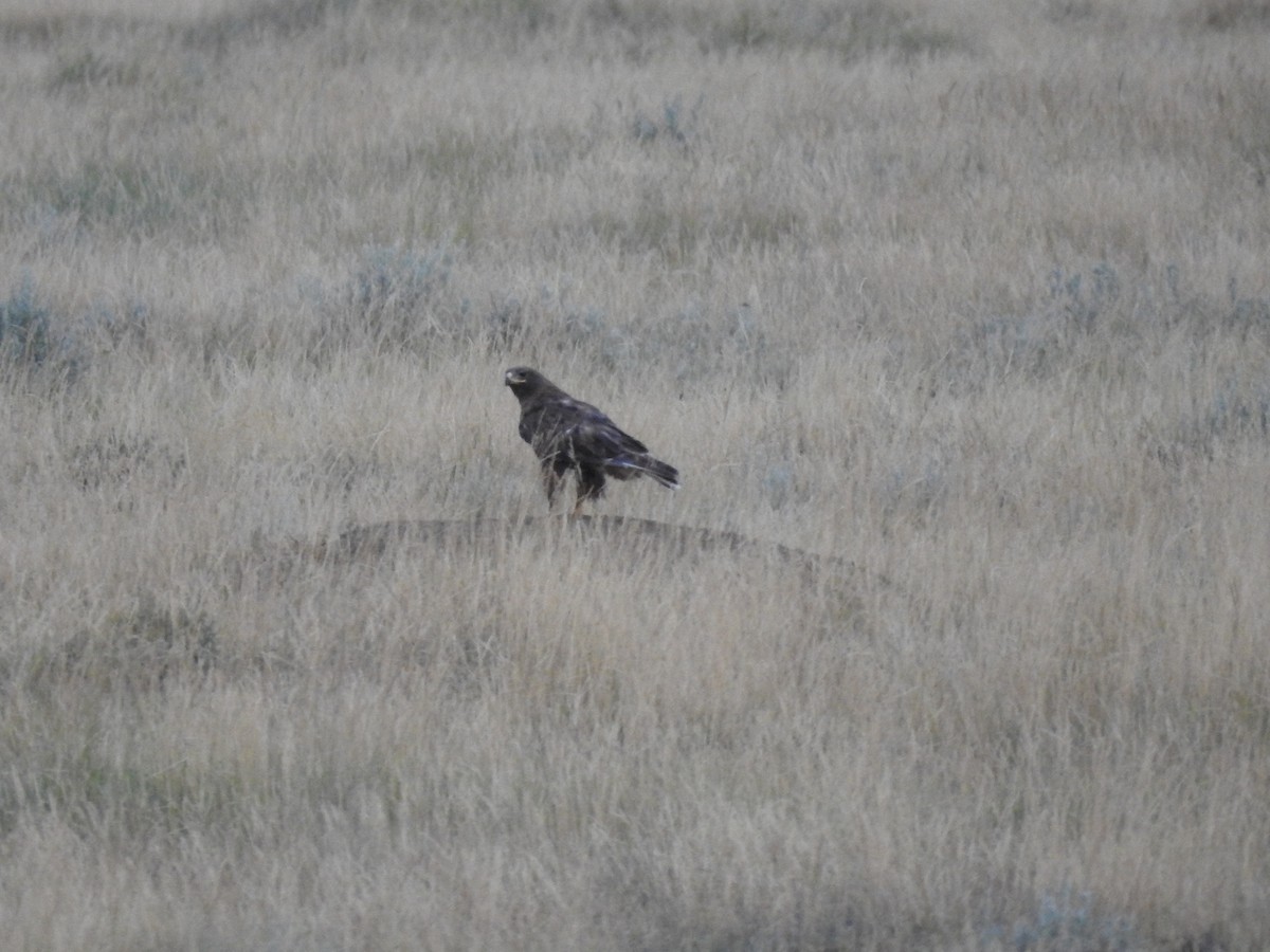 Ferruginous Hawk - ML632841638