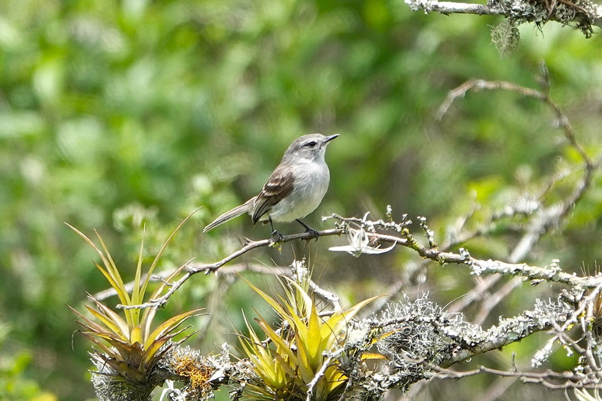 Marañon Tyrannulet - ML632841647
