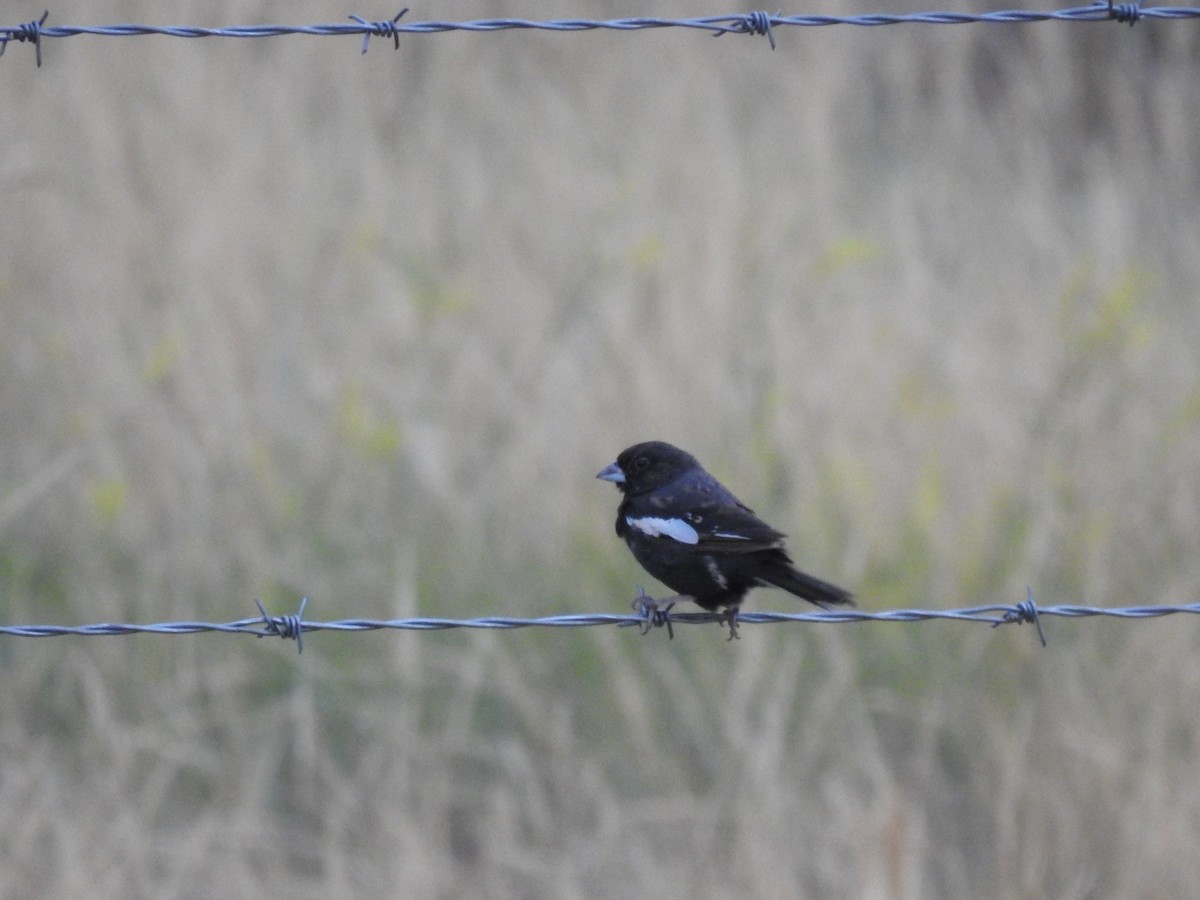 Lark Bunting - ML632841648