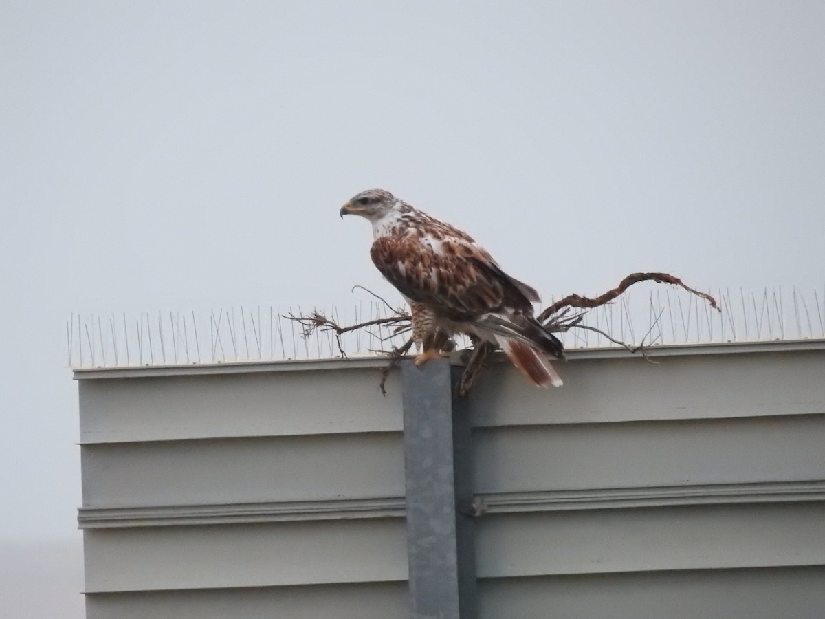 Ferruginous Hawk - ML632841660