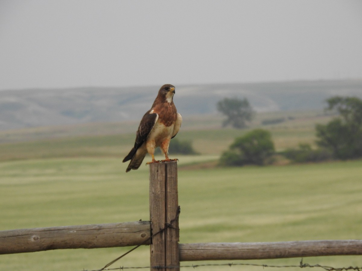 Swainson's Hawk - ML632841674