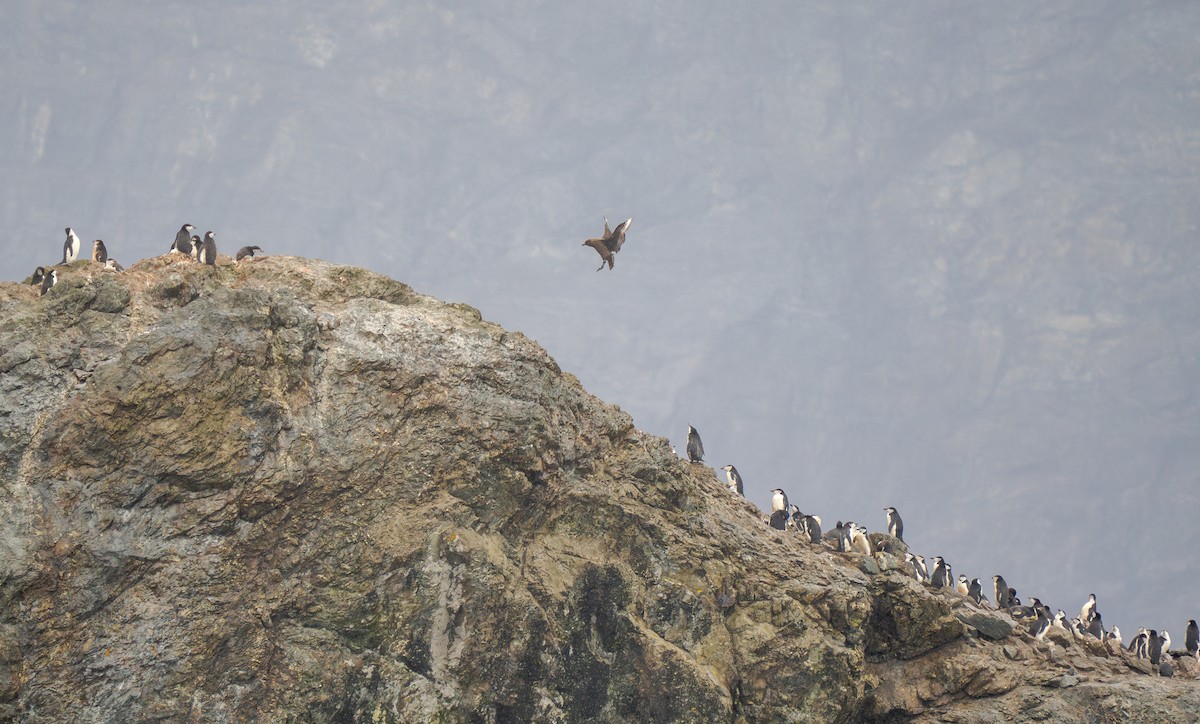 Brown Skua (Subantarctic) - ML632841686
