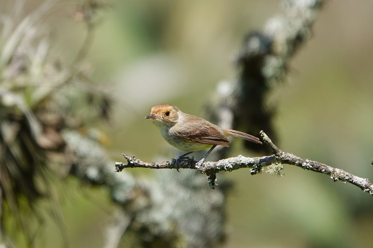Fulvous-faced Scrub-Tyrant - ML632841695