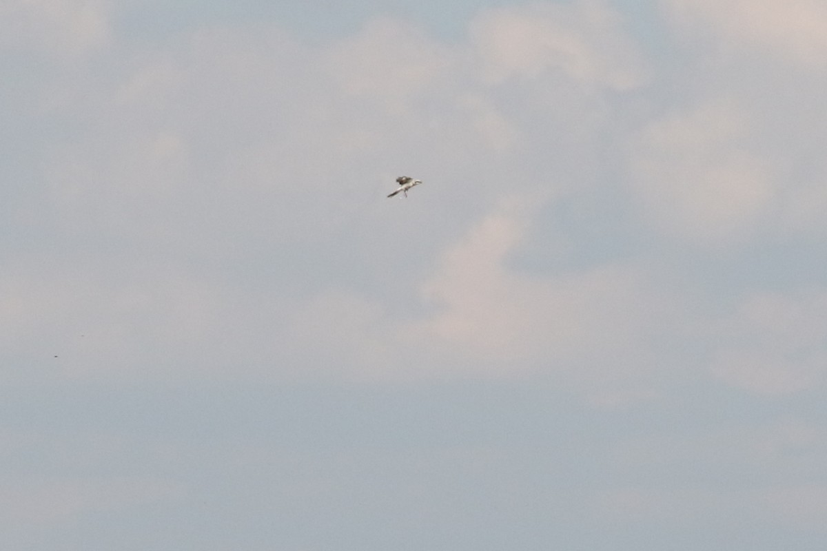 Great Gray Shrike (Great Gray) - ML632841724