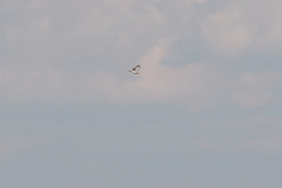 Great Gray Shrike (Great Gray) - ML632841725