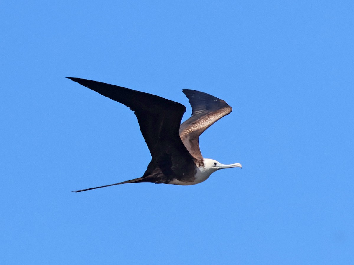 Magnificent Frigatebird - ML632841742