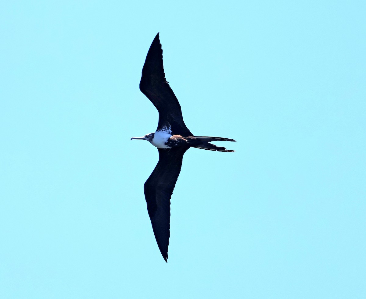 Magnificent Frigatebird - ML632841743