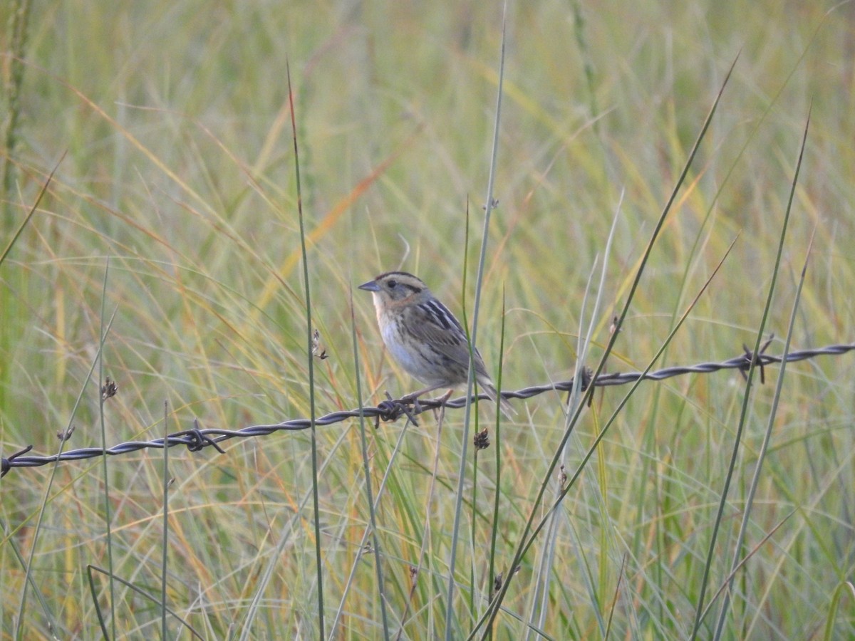 Nelson's Sparrow - ML632841820