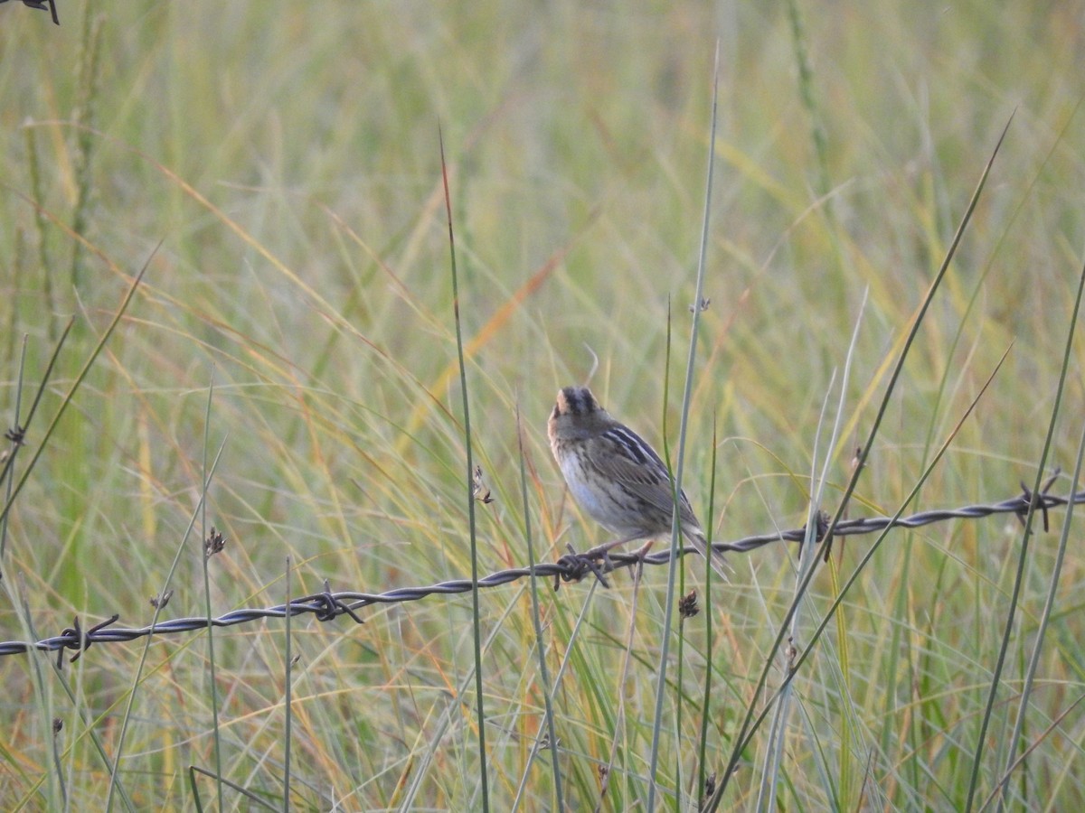 Nelson's Sparrow - ML632841858
