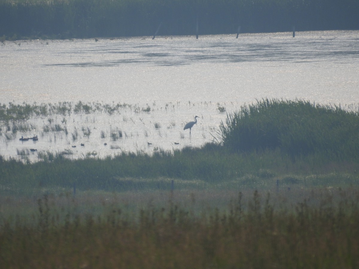 Whooping Crane - ML632841893