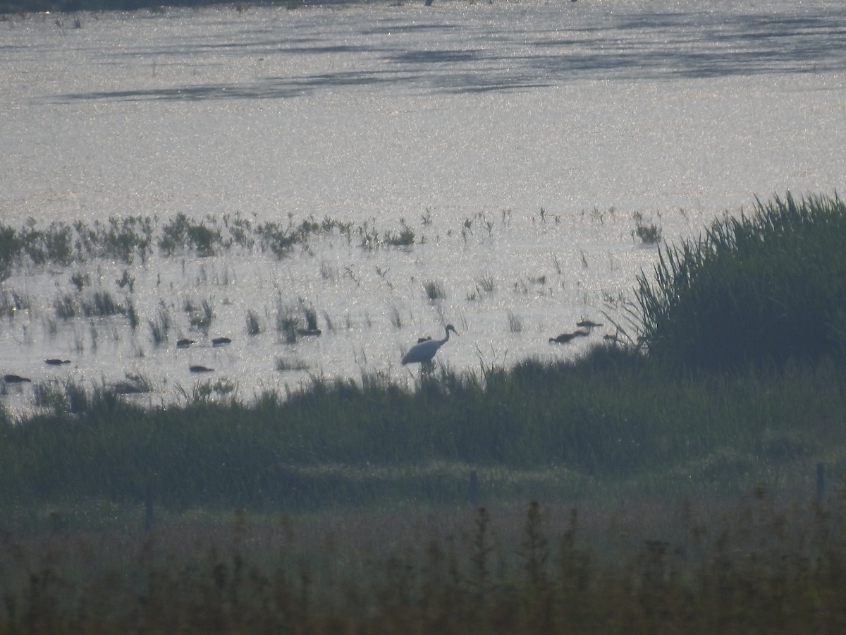 Whooping Crane - ML632841905