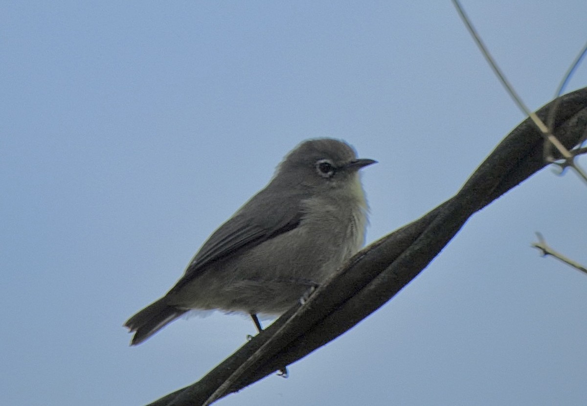 Seychelles White-eye - ML632841913