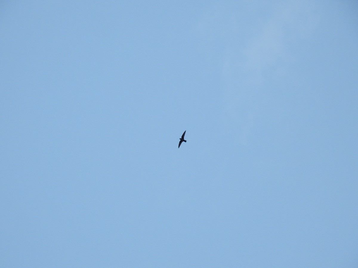 Black Swift - ML632841945