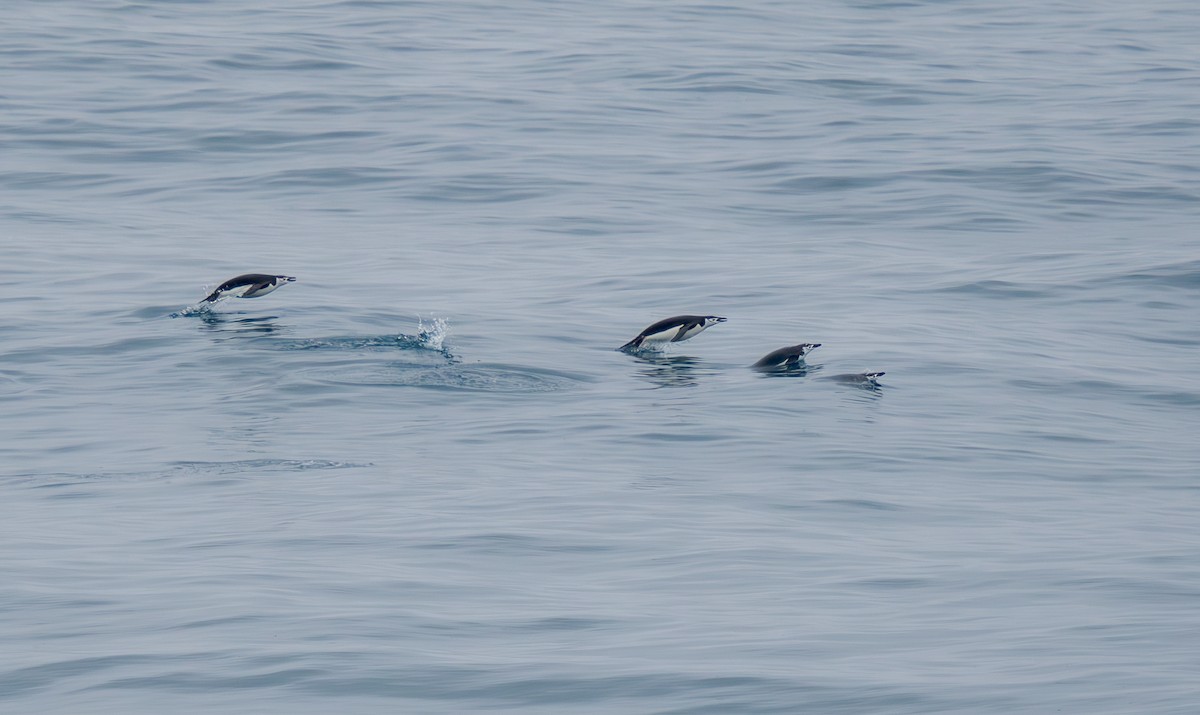 Chinstrap Penguin - ML632841964