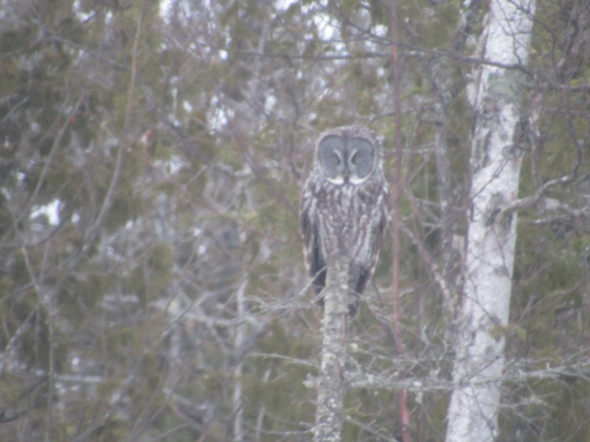 Great Gray Owl - ML632842102