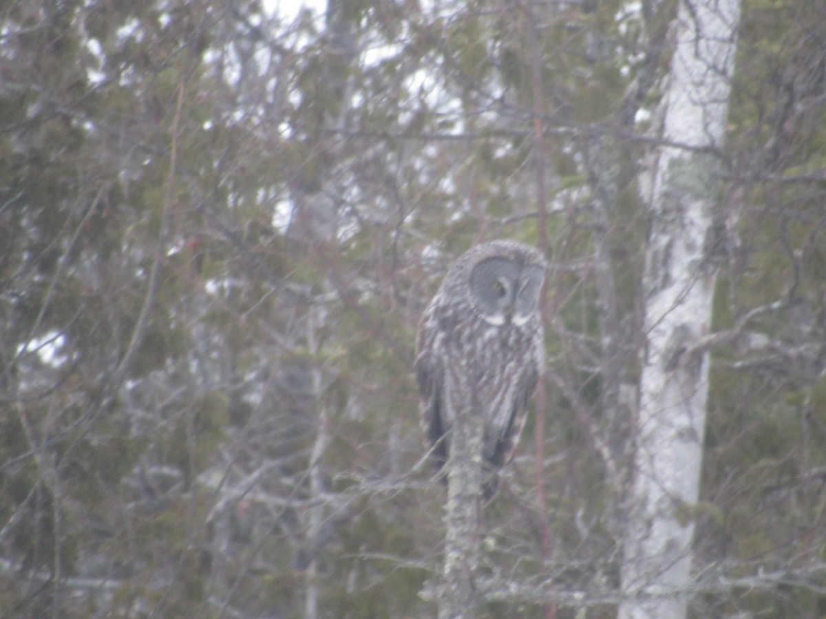 Great Gray Owl - ML632842103