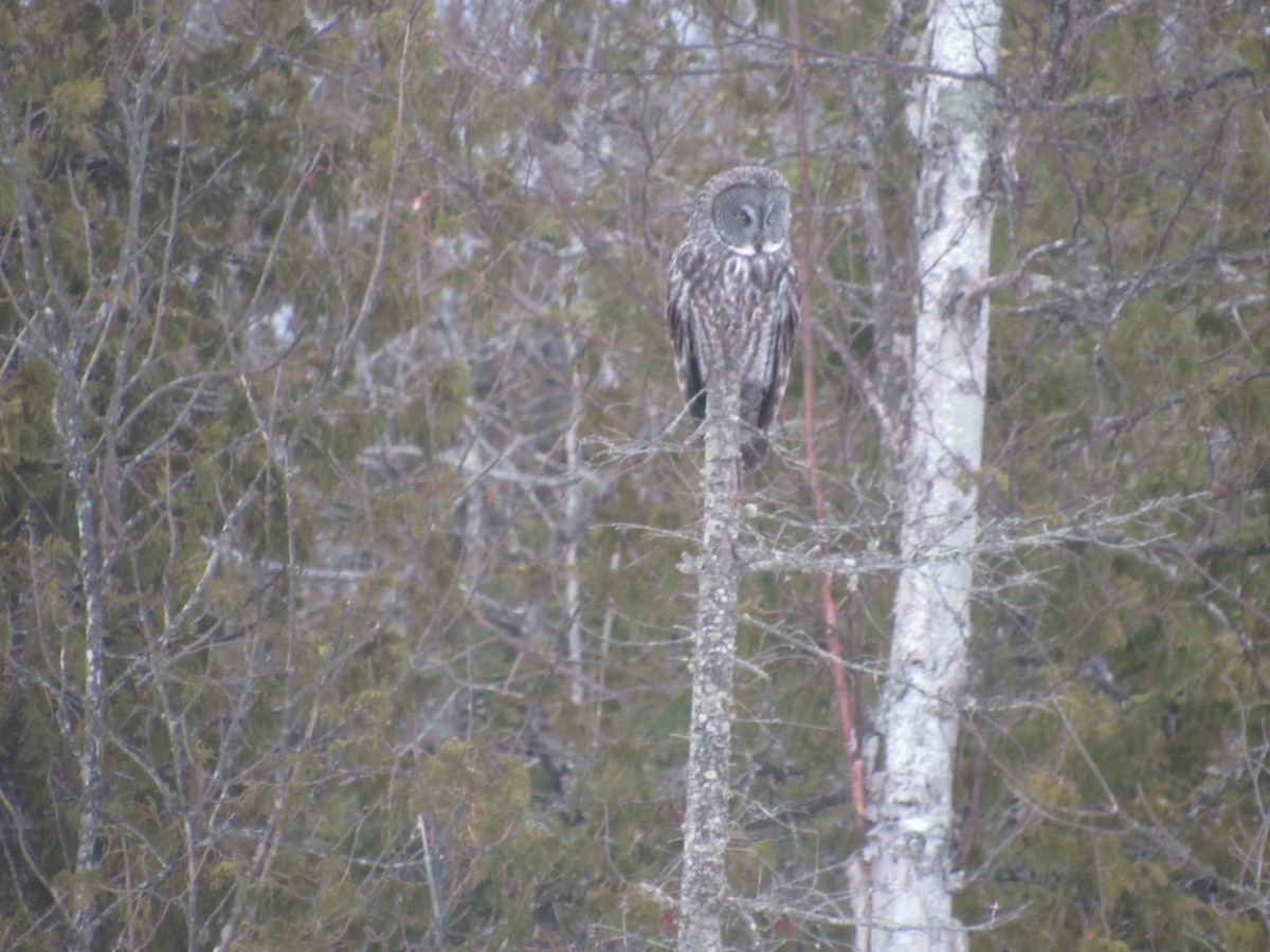 Great Gray Owl - ML632842104