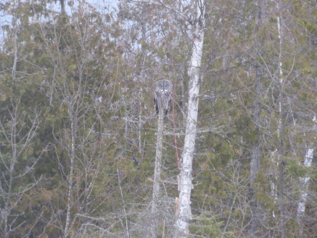 Great Gray Owl - ML632842105