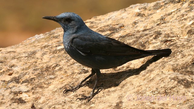 צוקית בודדת - ML632842109