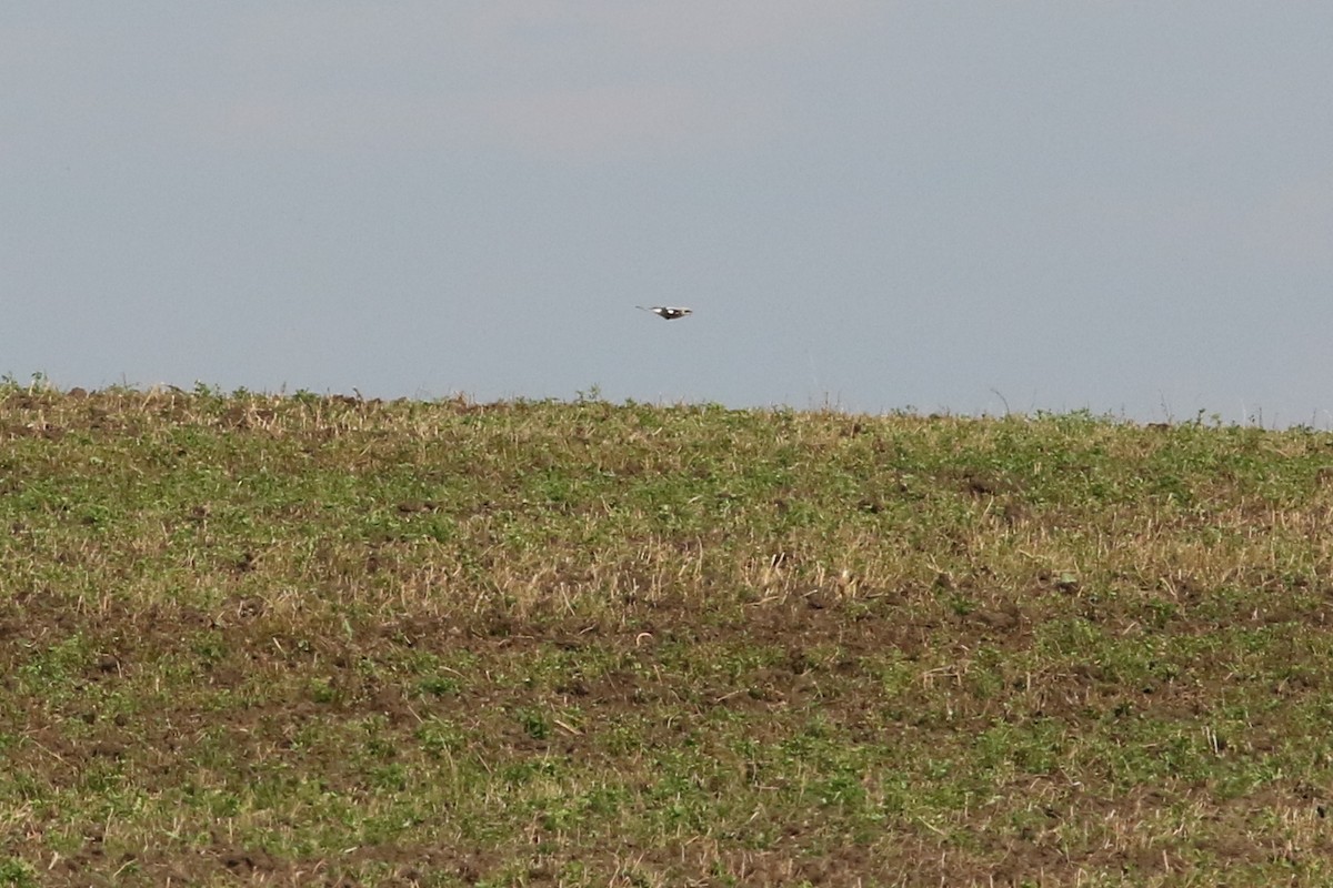 Great Gray Shrike (Great Gray) - ML632842110