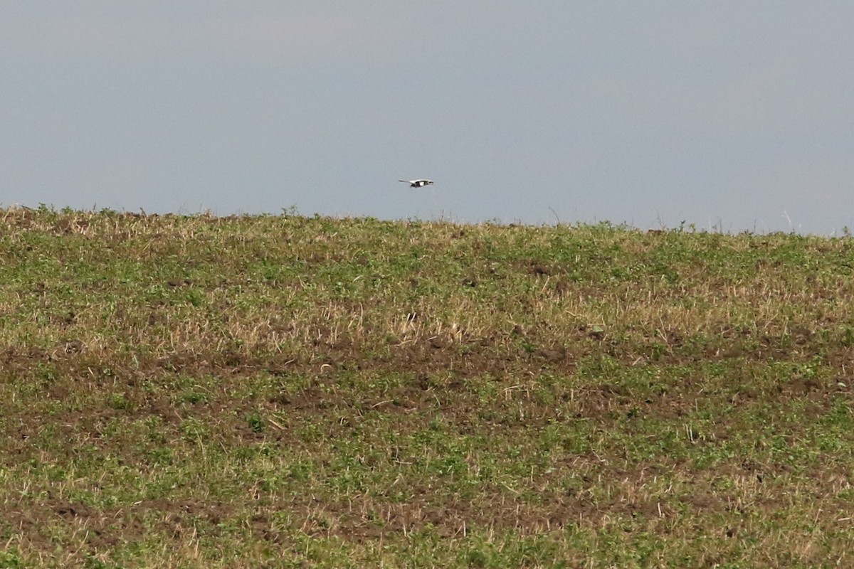 Great Gray Shrike (Great Gray) - ML632842111