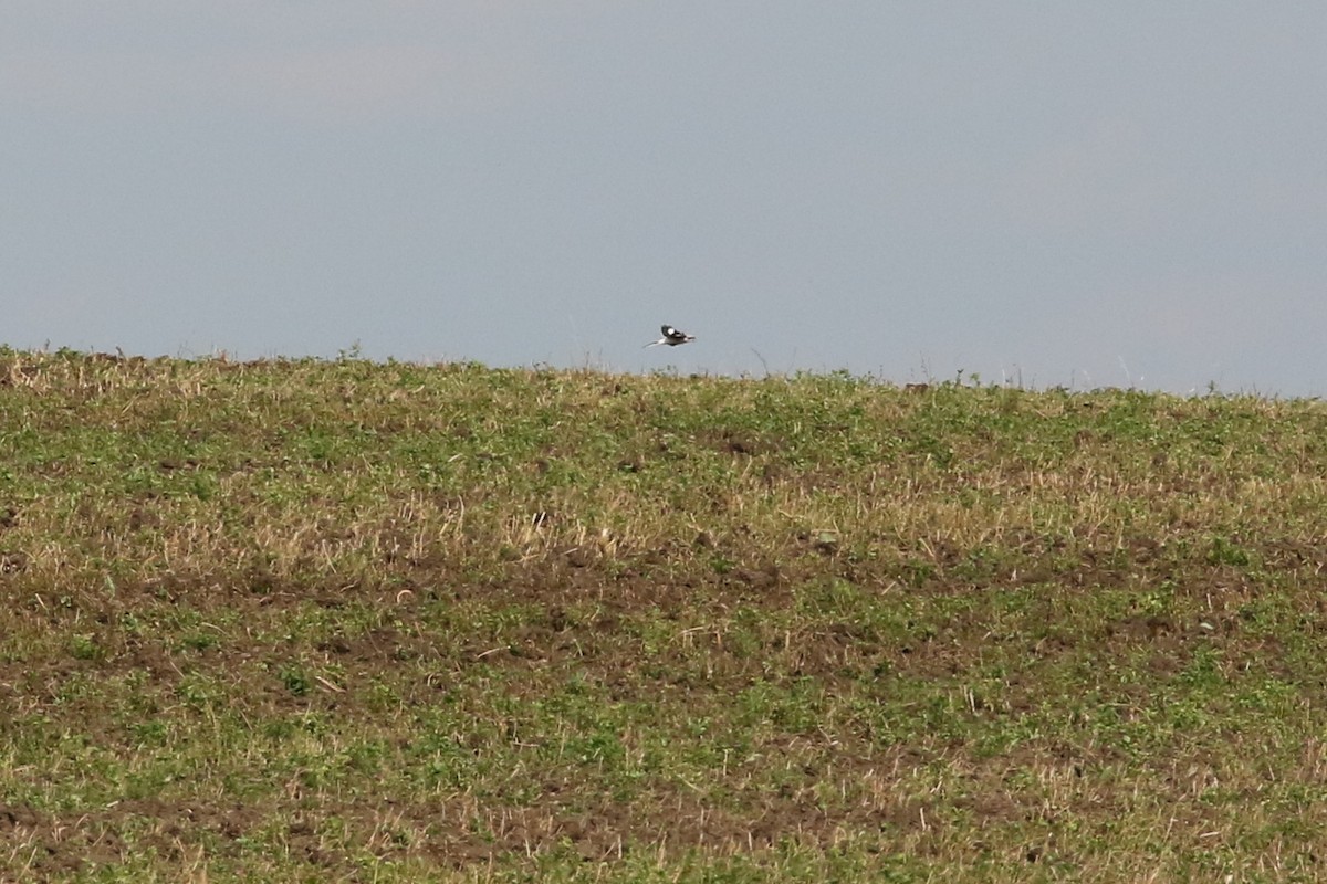 Great Gray Shrike (Great Gray) - ML632842113