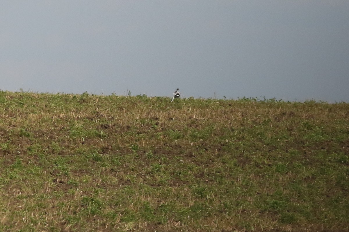 Great Gray Shrike (Great Gray) - ML632842130