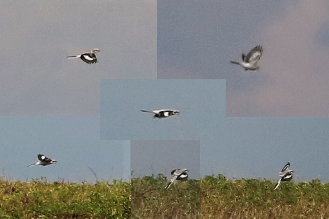 Great Gray Shrike (Great Gray) - ML632842132