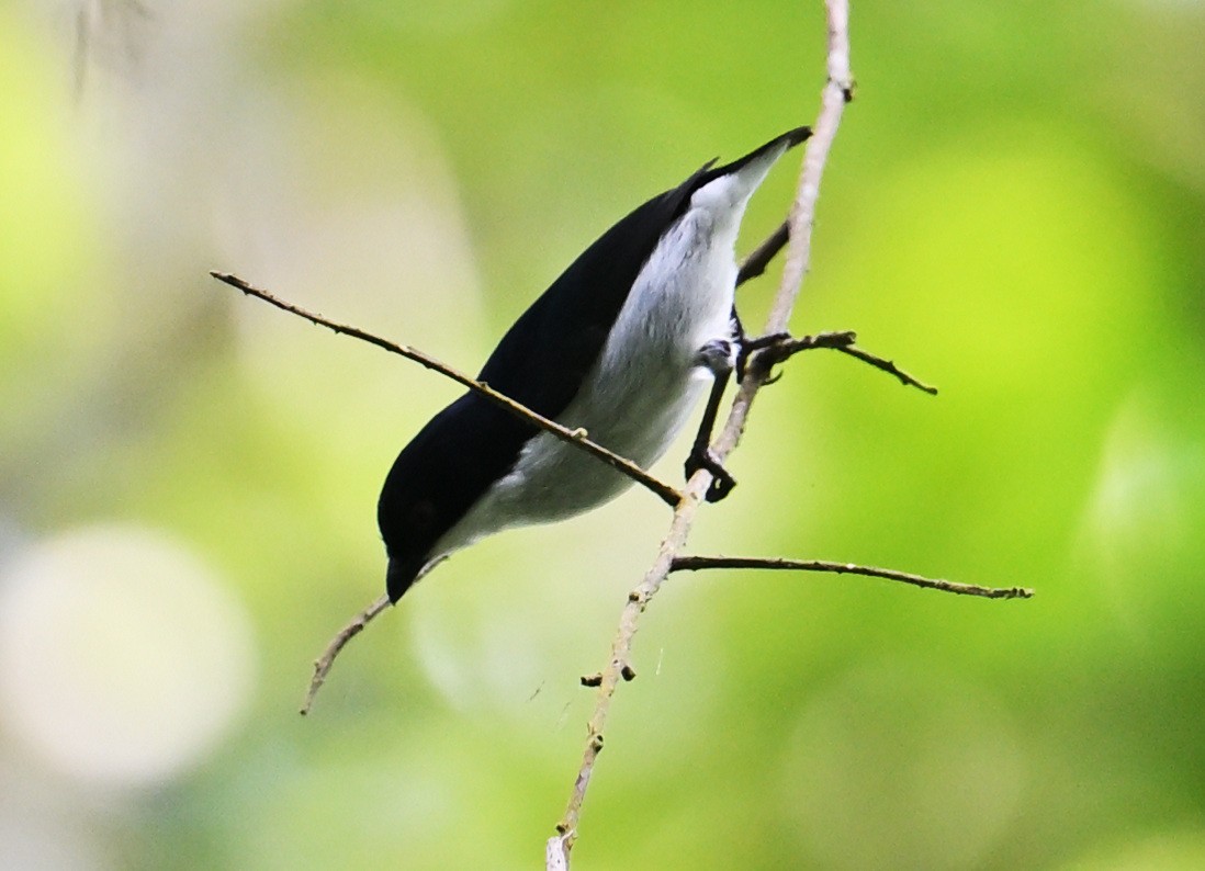 Bicolored Flowerpecker - ML632842248