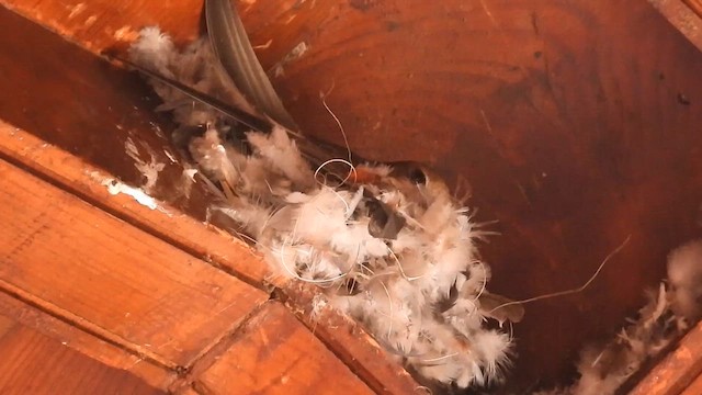Little Swift - ML632842260