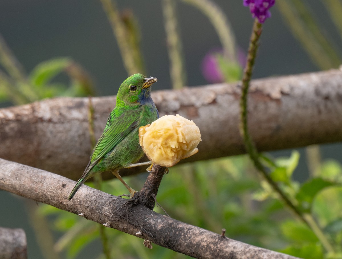 Orange-eared Tanager - ML632842386