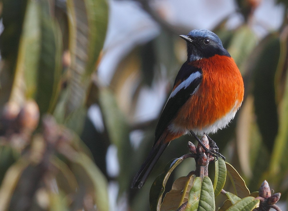 White-throated Redstart - ML632842388