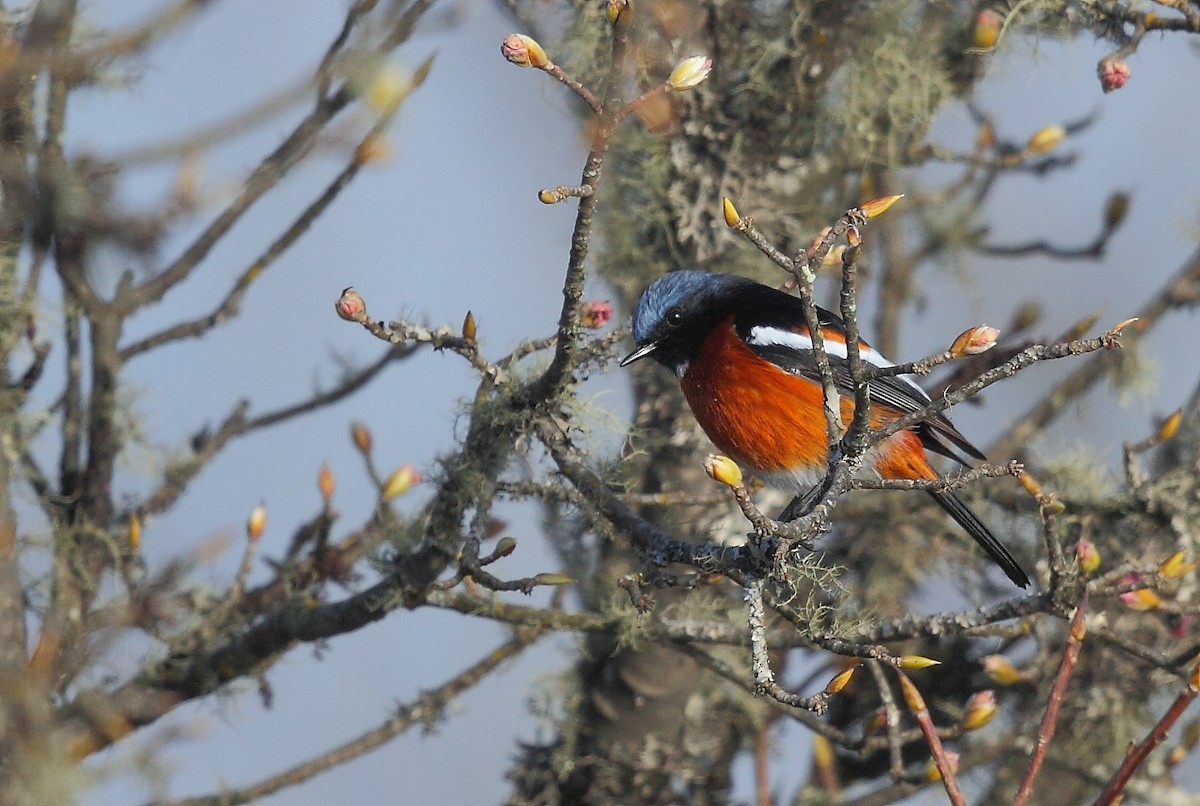 White-throated Redstart - ML632842389
