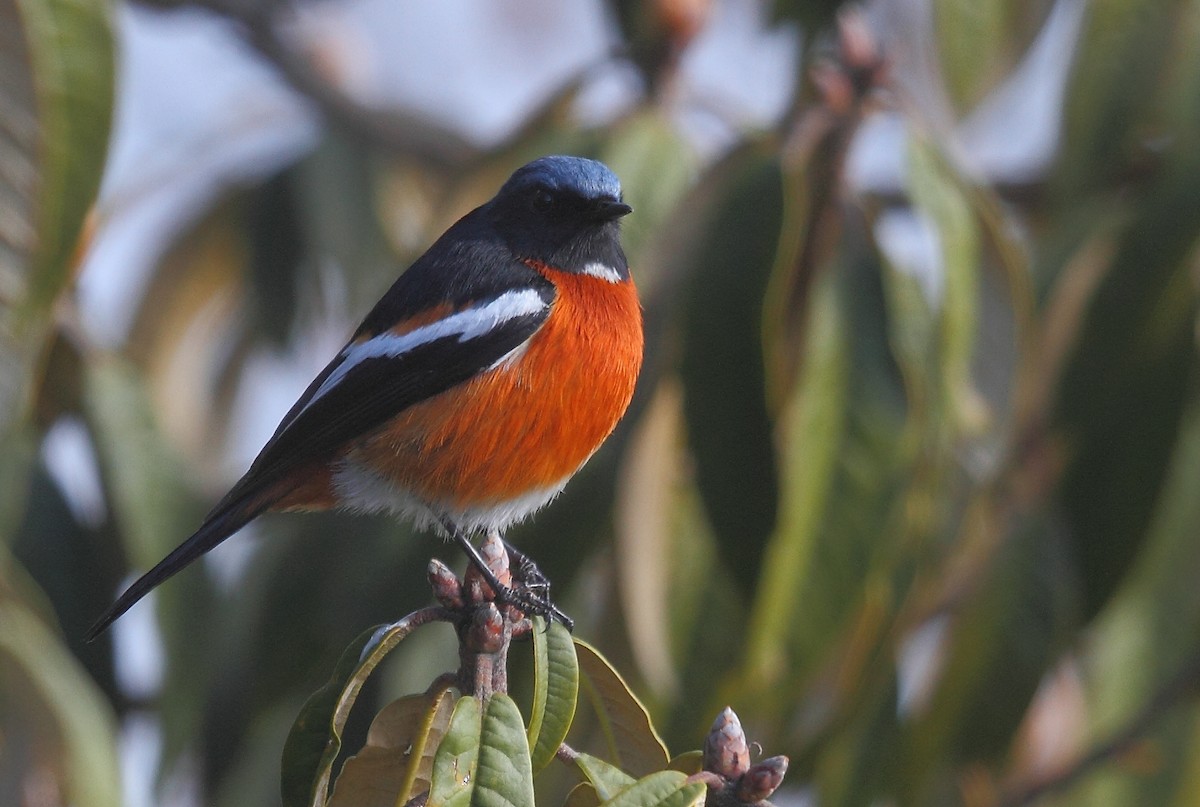 White-throated Redstart - ML632842390