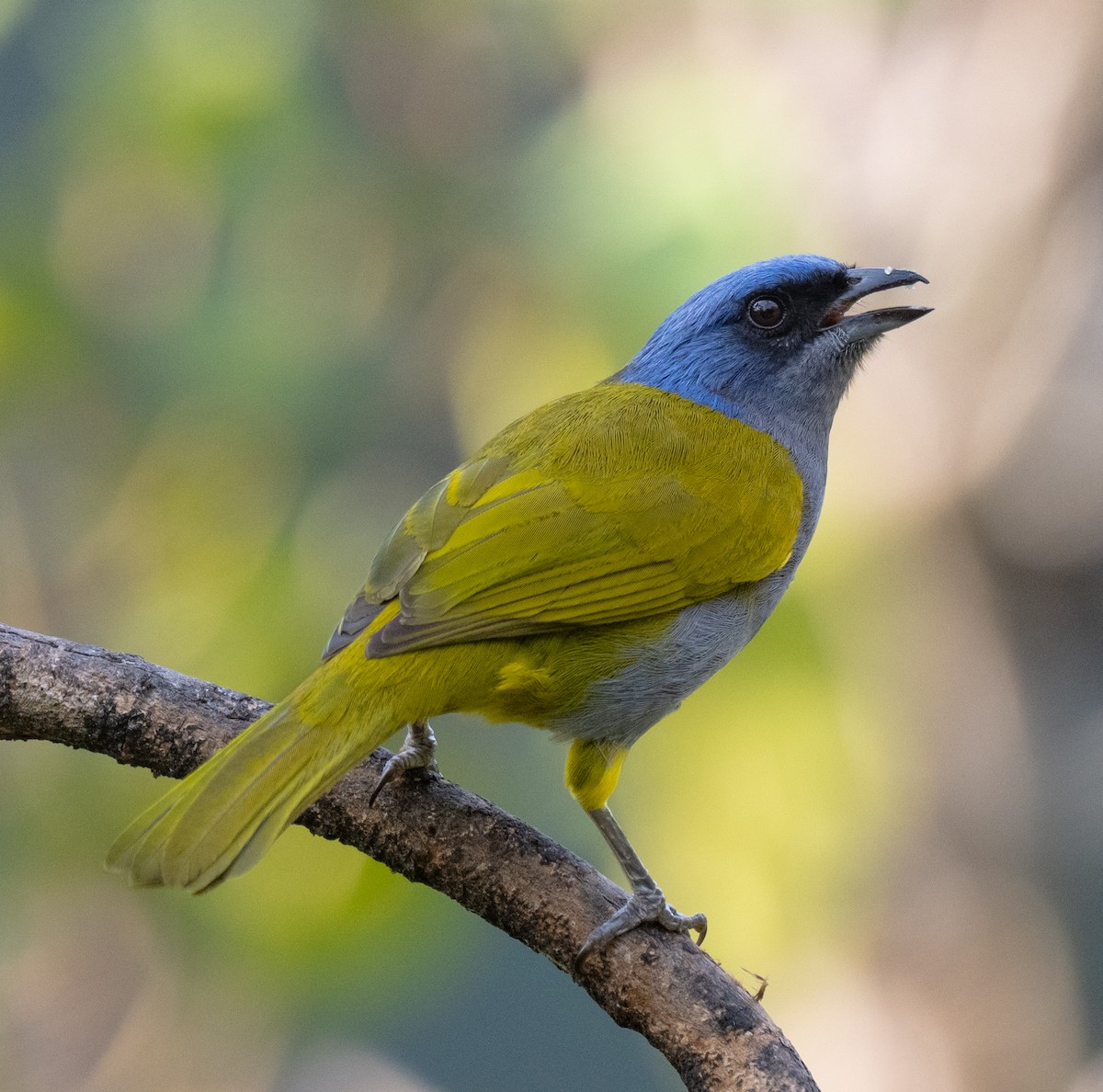 Blue-capped Tanager - ML632842414