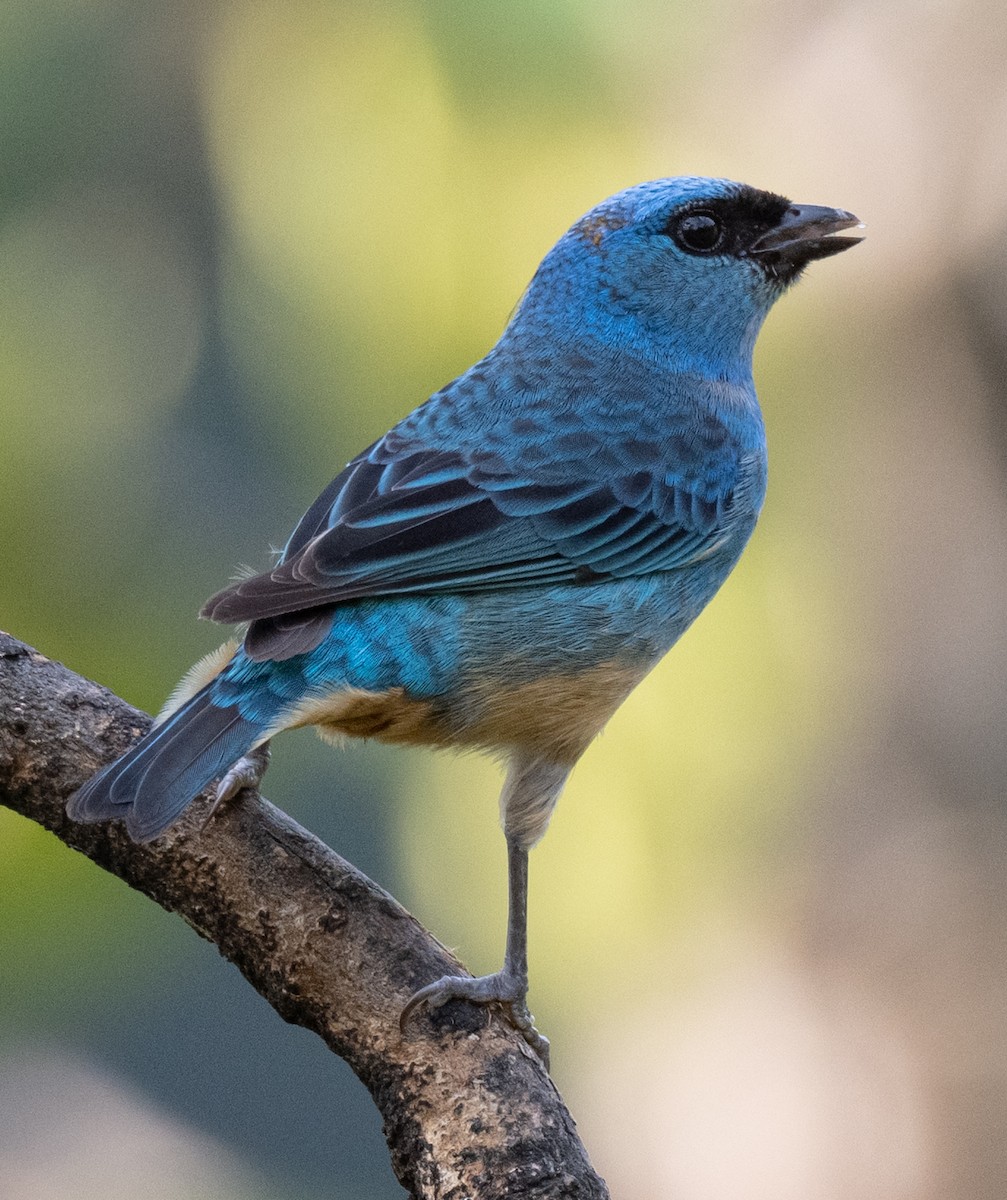 Golden-naped Tanager - ML632842466