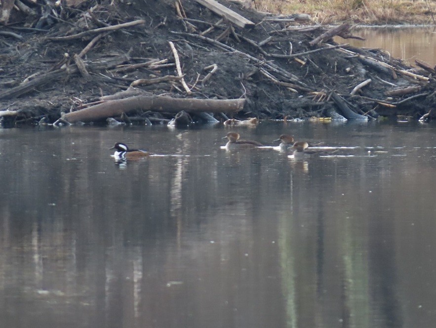 Hooded Merganser - ML632842479