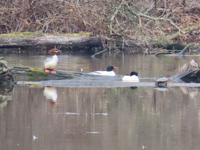 Common Merganser - ML632842498