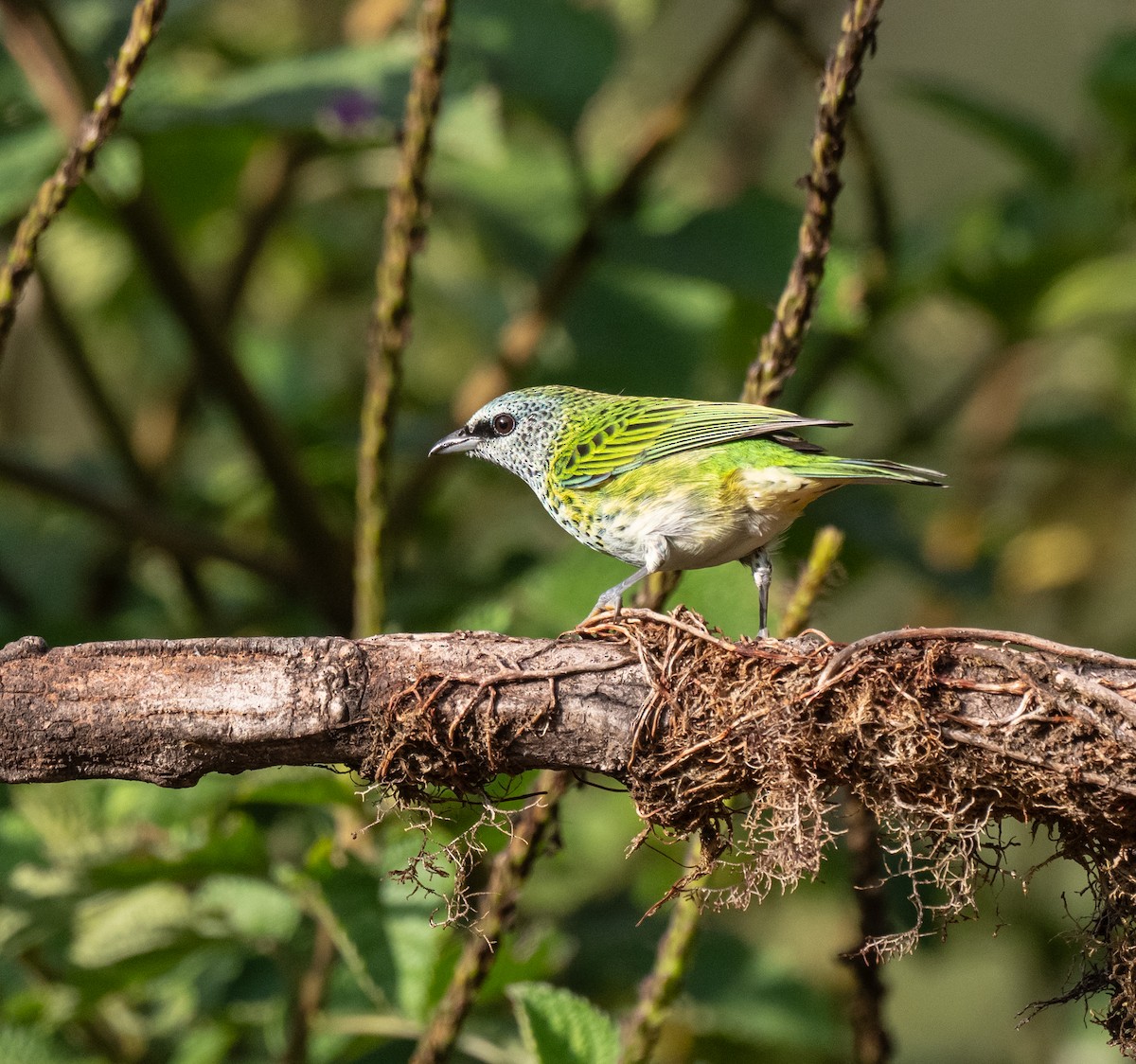 Spotted Tanager - ML632842517
