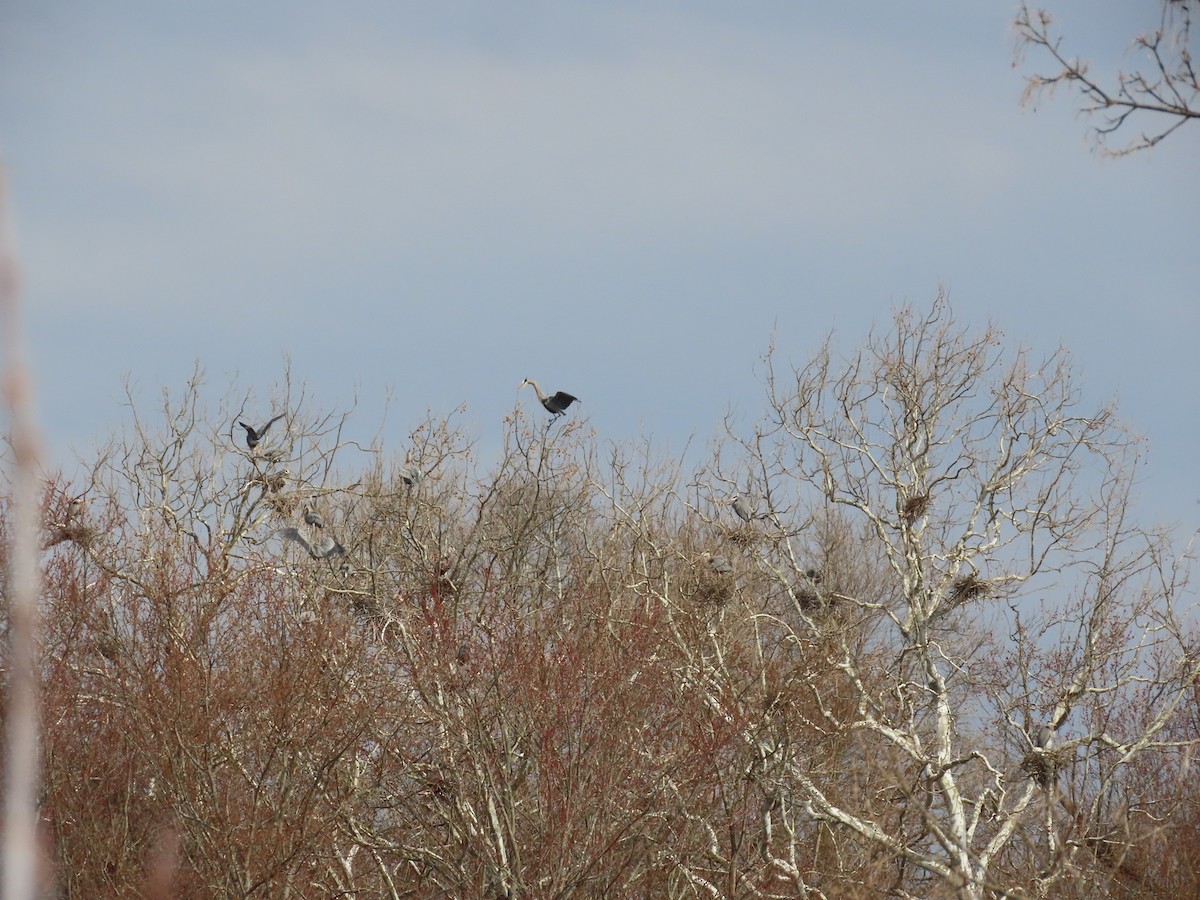 Great Blue Heron - ML632842522